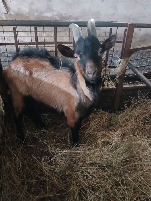 Capek Alpejski sprzedam