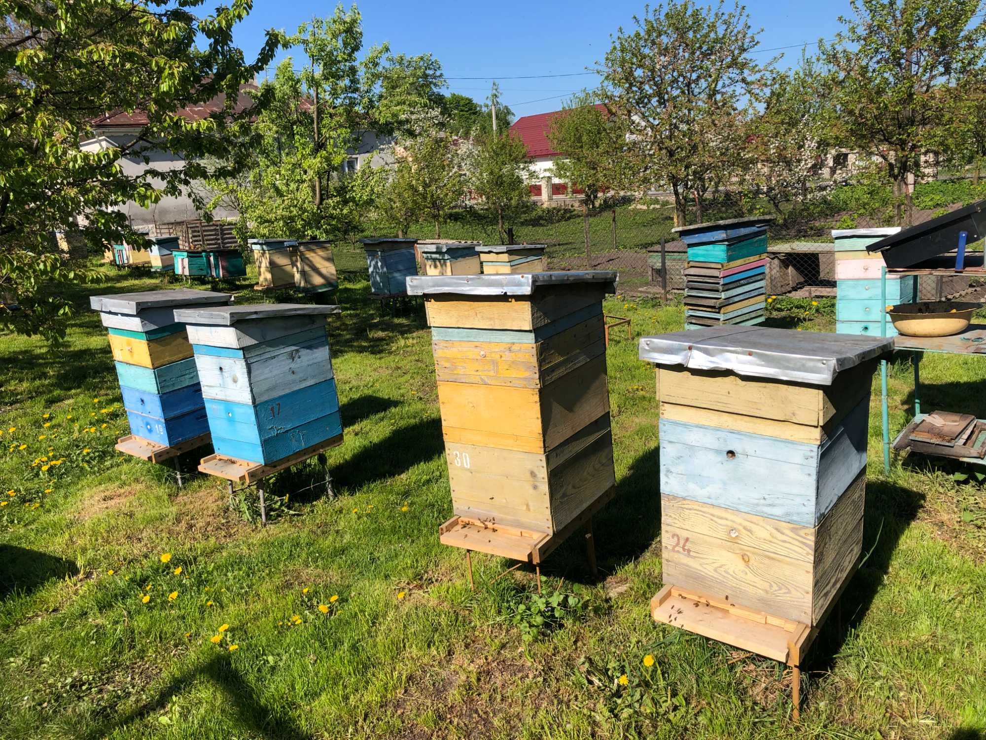 Продам бджолосім'ї