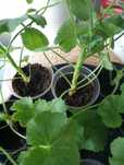 pelargonia kolekcjonerka Dynasty Dadju