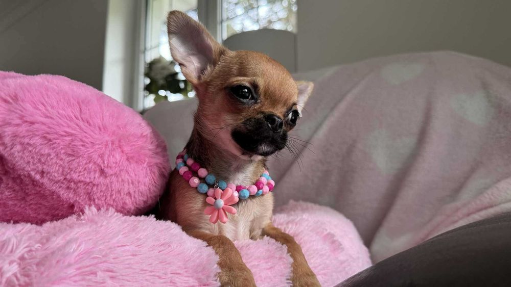 Chłopczyk Chihuahua Brązowy z Rodowodem Tommy