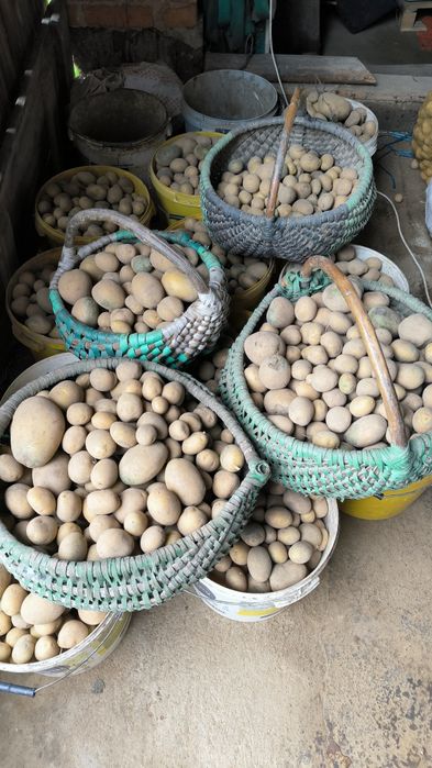 Oddam odpady ziemniaków