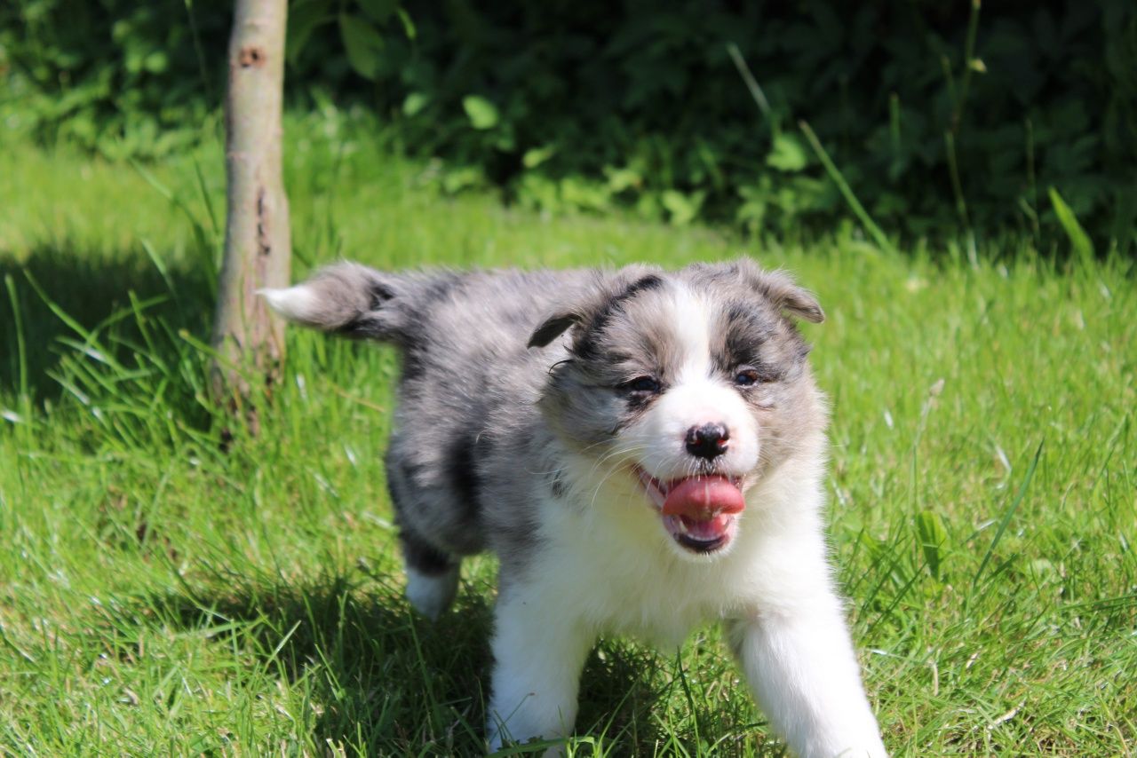 GOTOWE DO ODBIORU! Border collie suczka blue merle