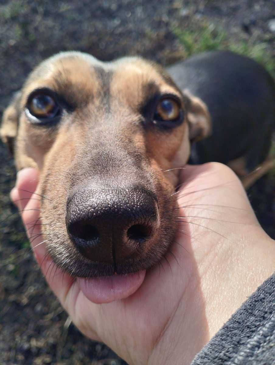 Iskierka - mała młoda suczka suka do adopcji w typie jamnik