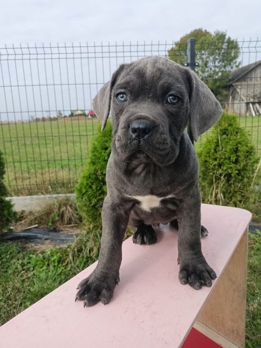 Cane Corso szczeniak suczka