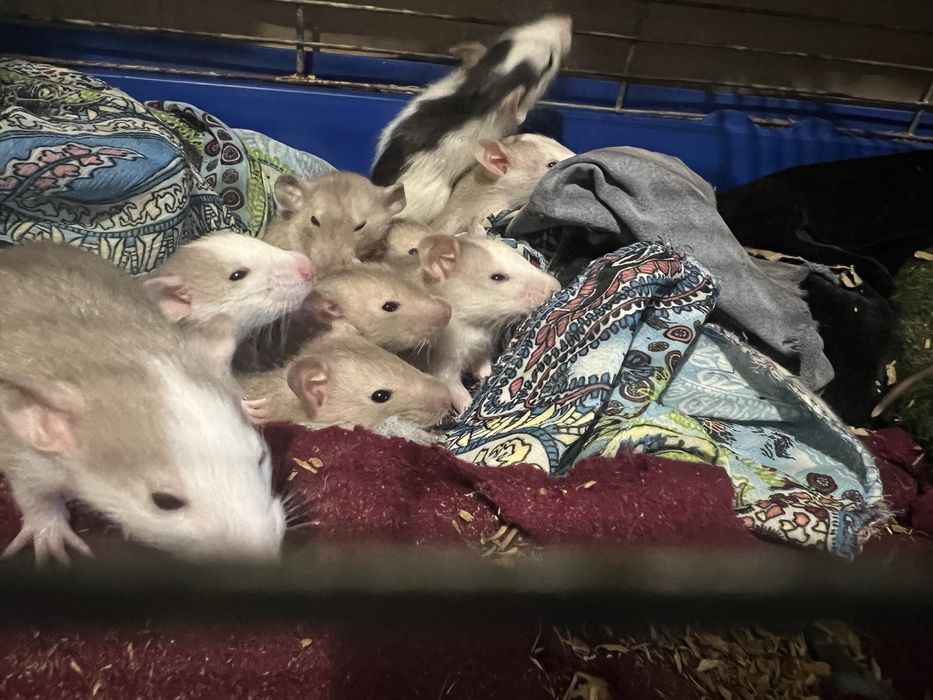 Очень красивые и контактные крыски ДАМБО