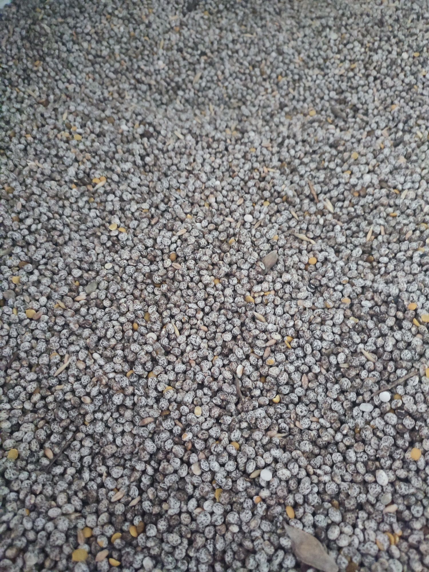 Łubin żółty, słodki