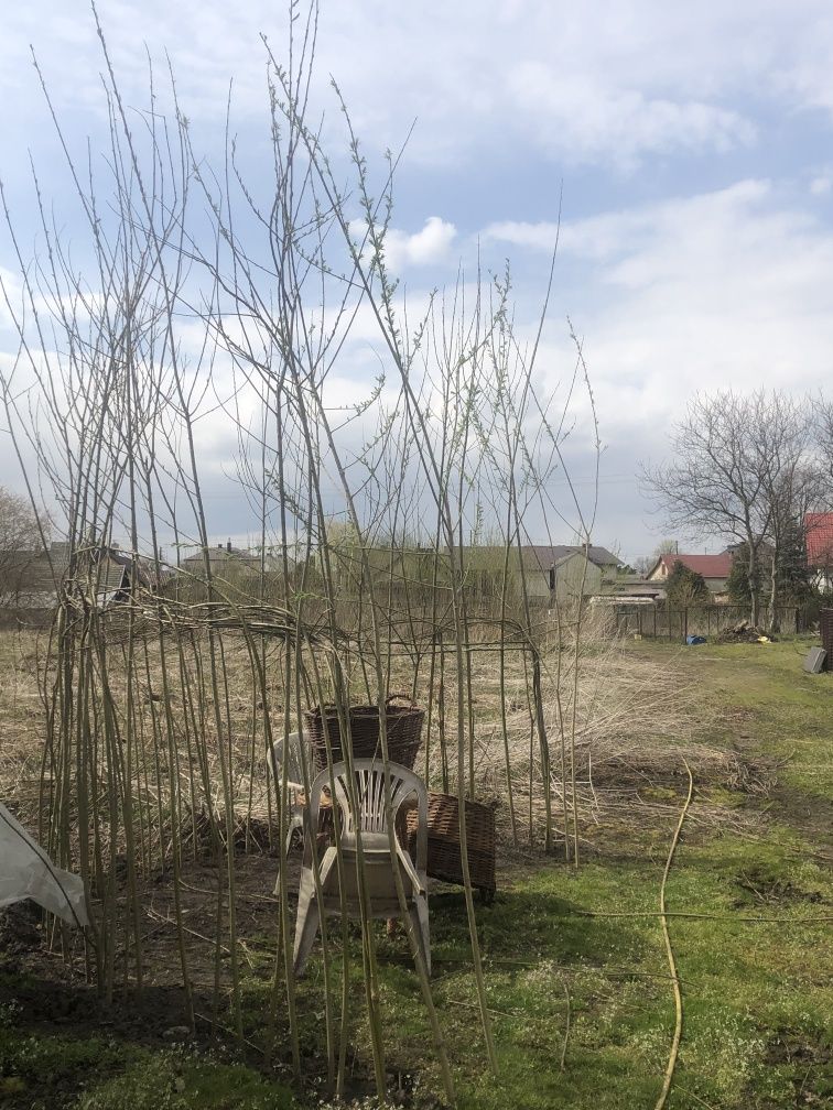 Wiklina . Wierzba energetyczna.