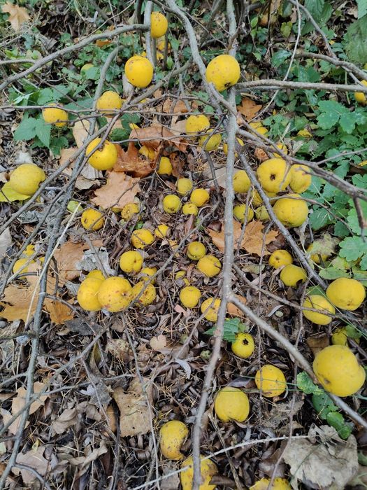 Owoce pigwowiec japoński