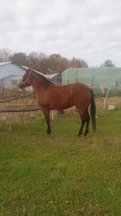 Sprzedam lub zamienię źrebaka i klacz huculska