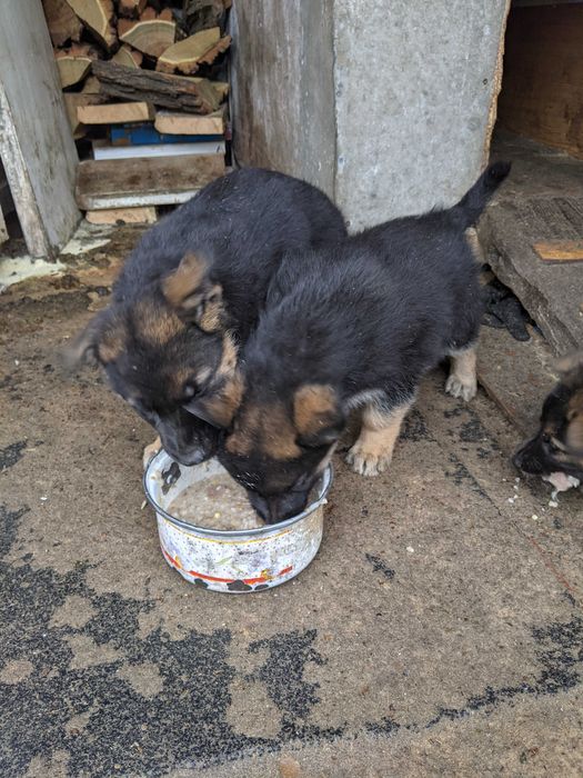 Цуценята вівчарки в добрі руки,терміново!