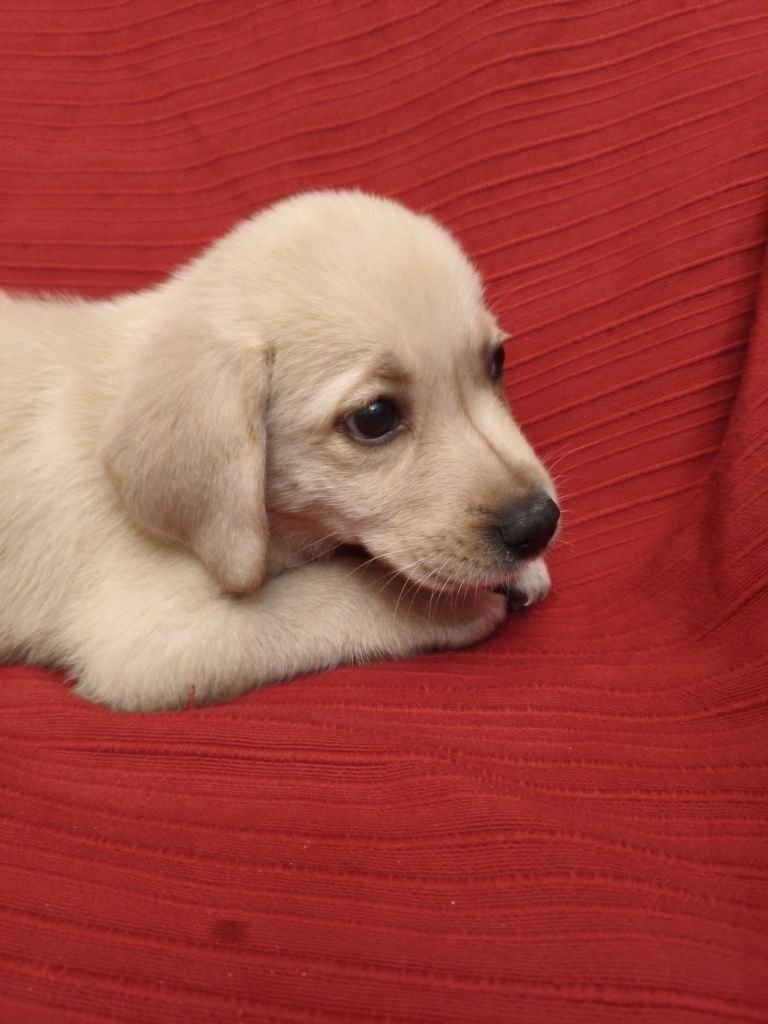 Labrador Amarelo c/ 2 mesinhos