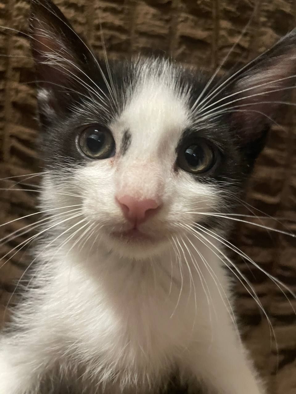 4 кошечки 2 месяца