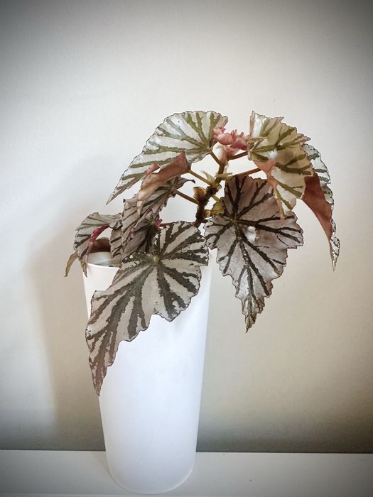 Begonia Looking Glass