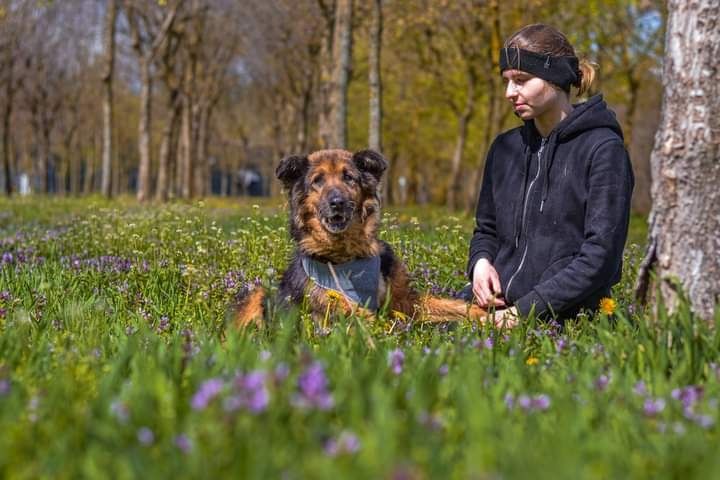 Psiak, który dużo przeszedł Pilnie szuka dobrego Domku!