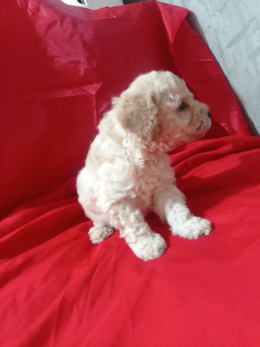 Мальтіпу хлопчик