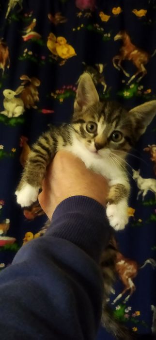 Кошенята в добрі руки.