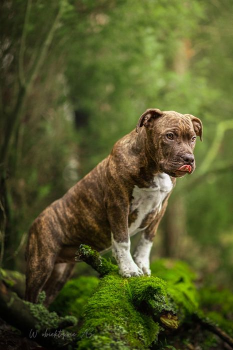 American staffordshire terrier Amstaff FCI ZKwP