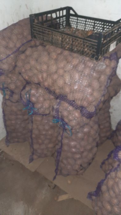 Продам насіневу картоплю