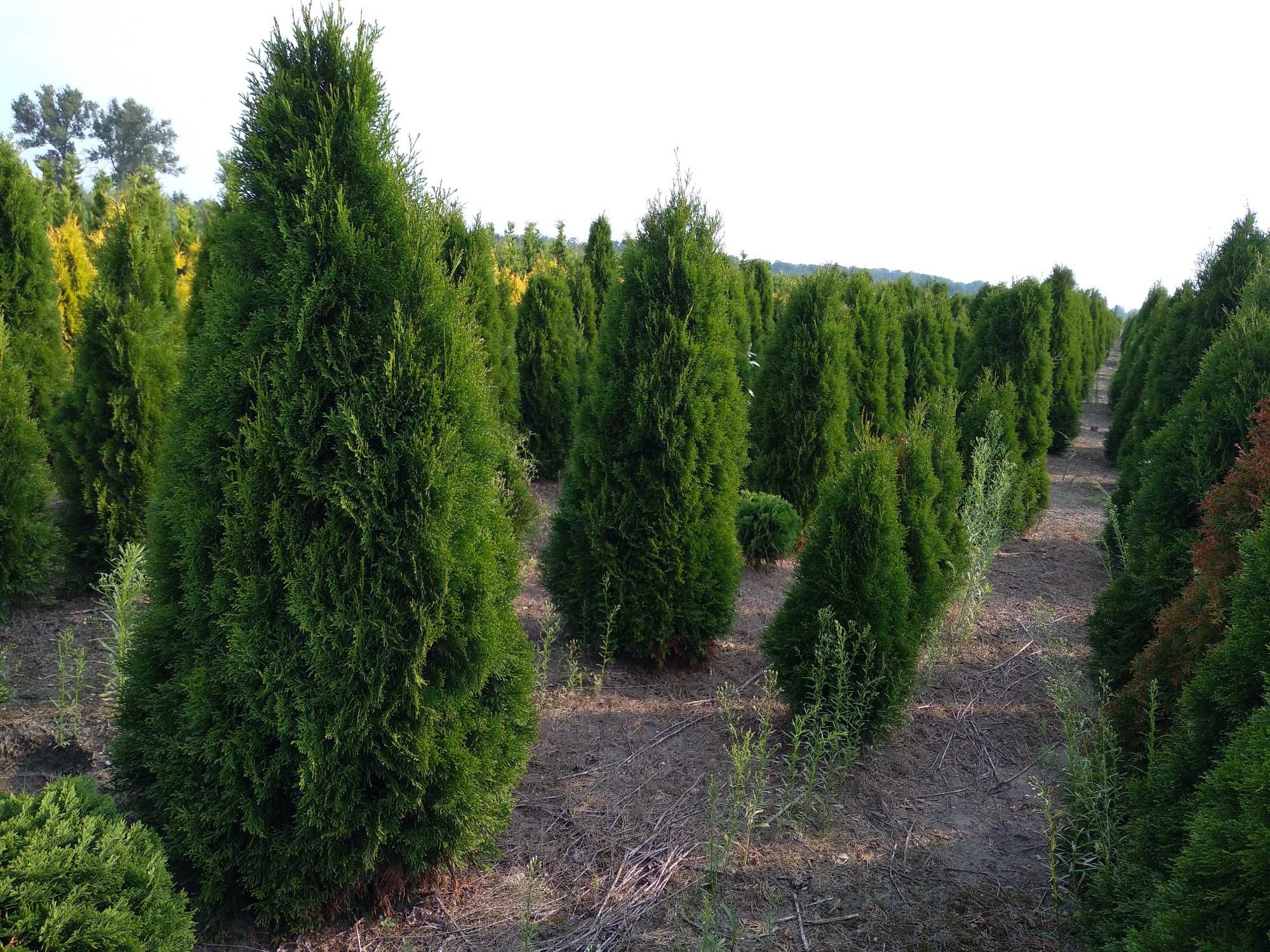 Tuja Szmaragd Thuja Smaragd Żywopłot 100 120