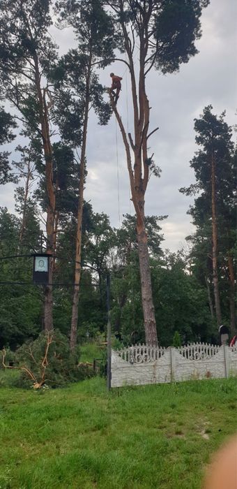 Видалення, спил дерев,чистка,кронування, корчування пнів, покіс трави