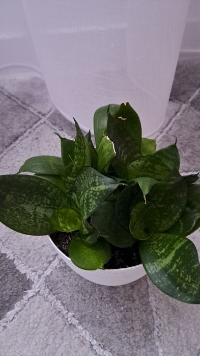 Sanseveria 6 sadzonek