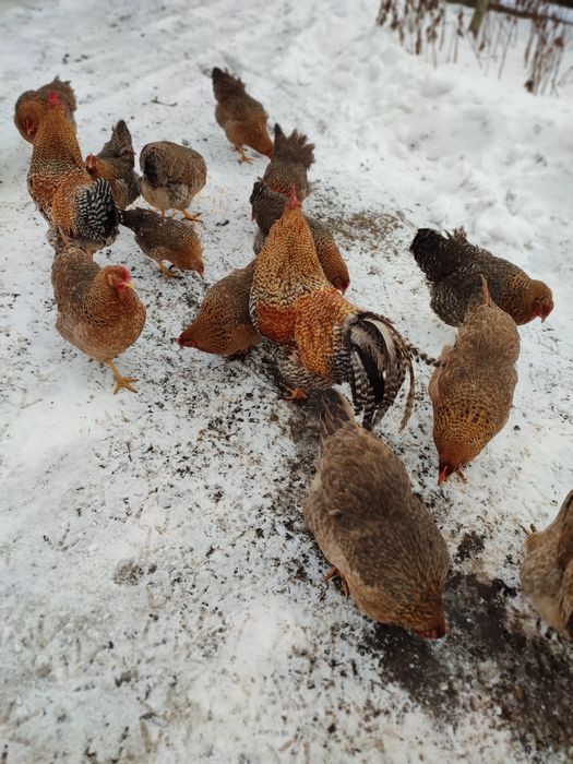 Інкубаційне яйце Білефельдер