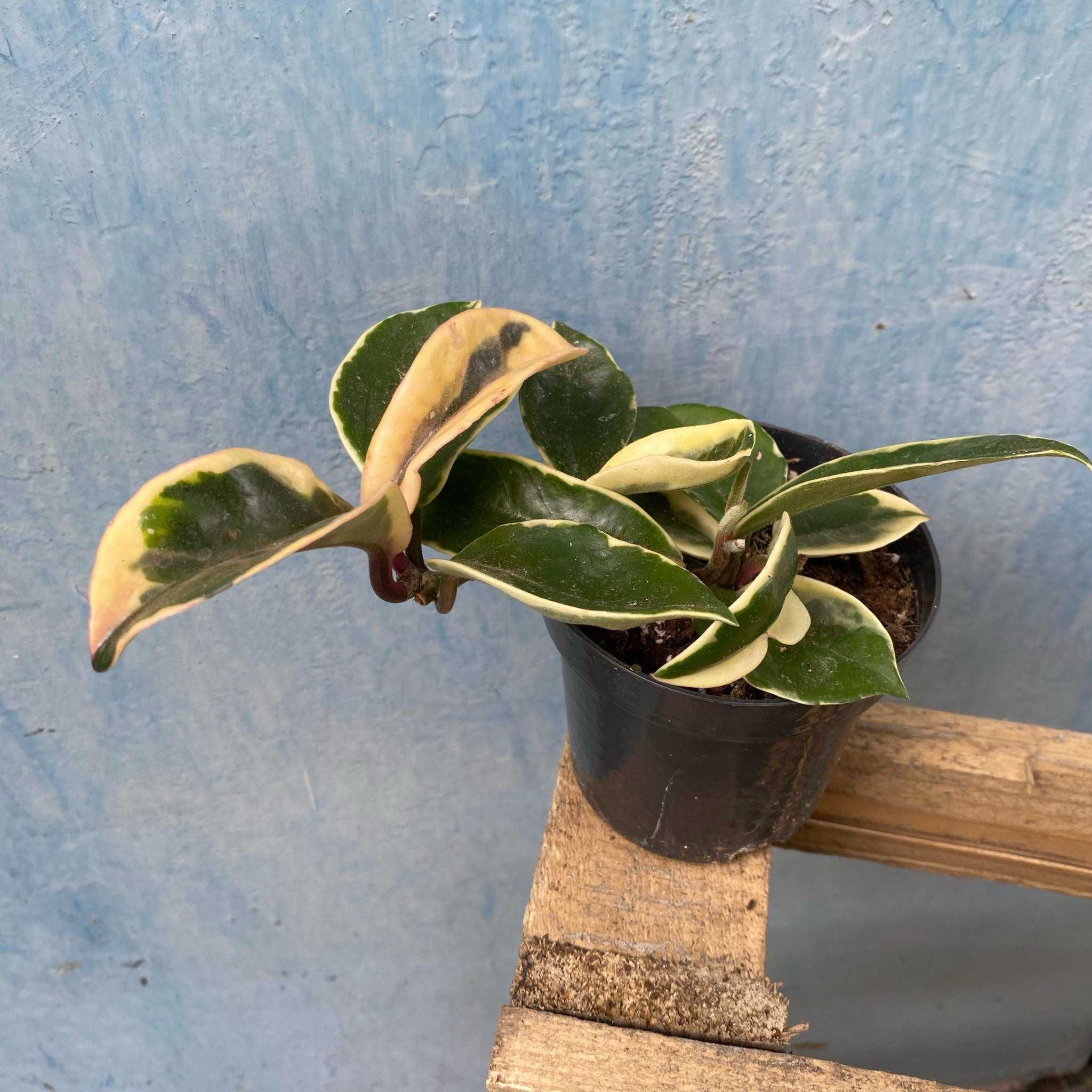 Hoya Carnosa Tricolor (woskownica)