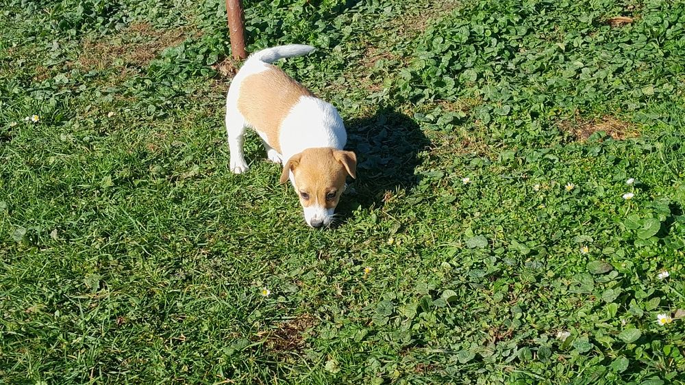 Jack Russell terrier suczka