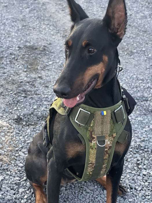 Цуценята дрбермана