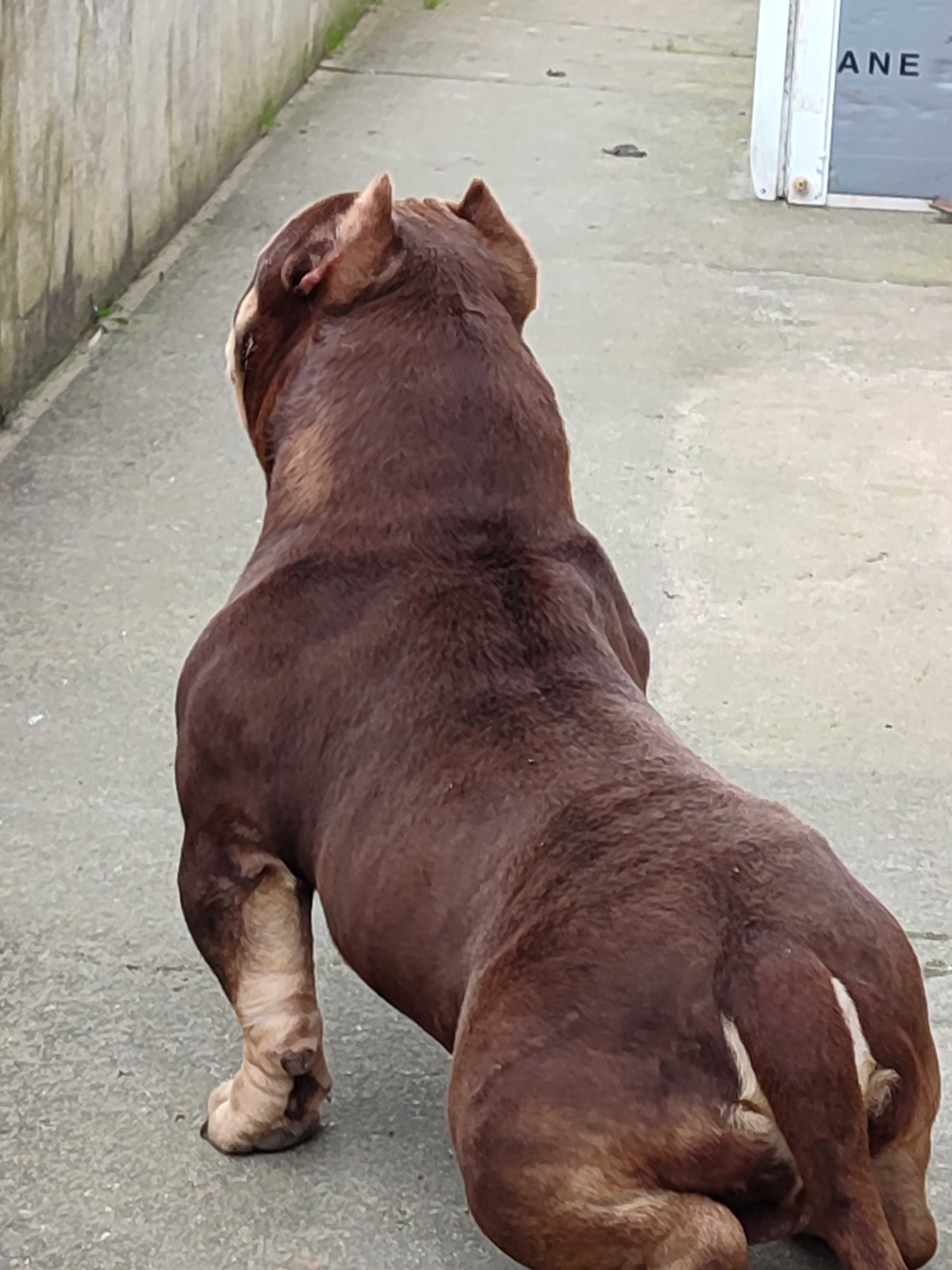 American bully acasalamento