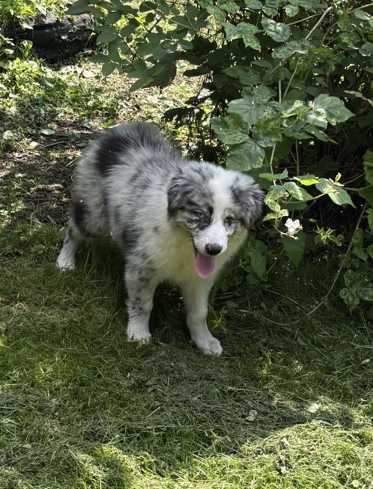 Border collie- suczka blue-merle