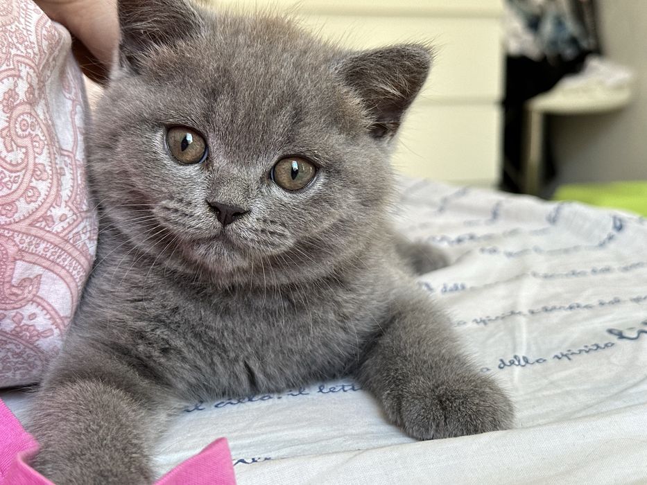Чудесные прямоухие шотландские котята