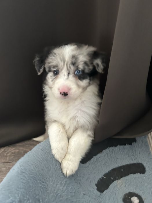 Border Collie Blue Merle Sunia