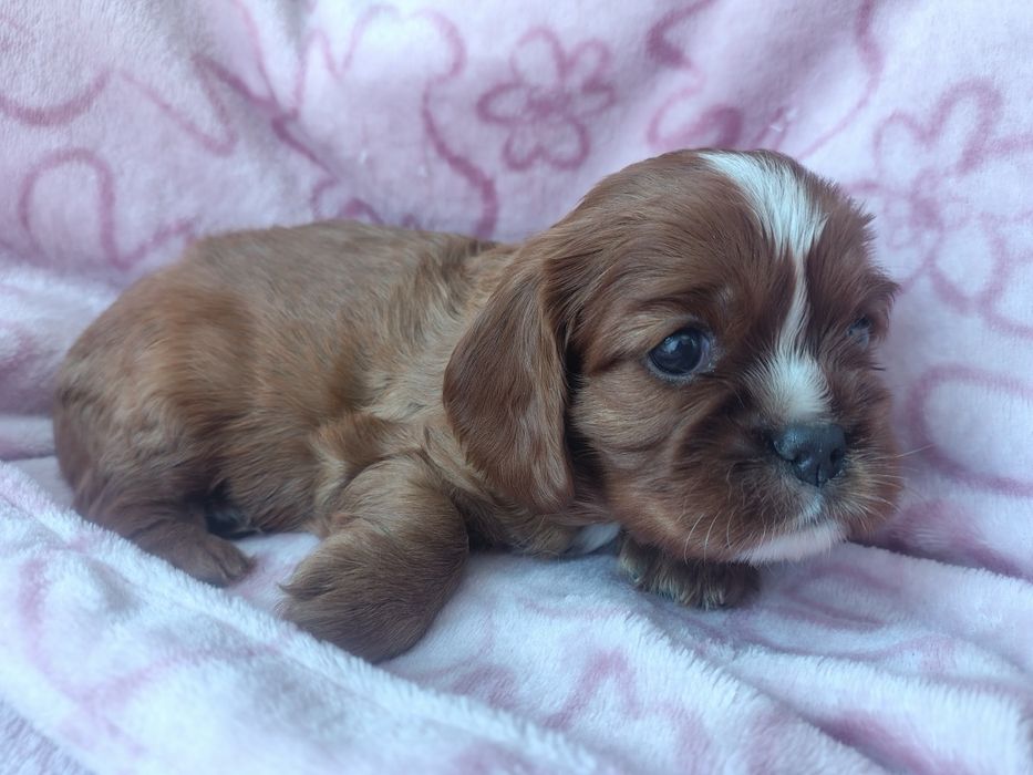 Cavalier king Charles spaniel ruby  * suczka *
