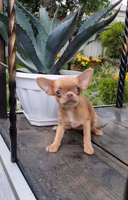 Солоденька цукерочка