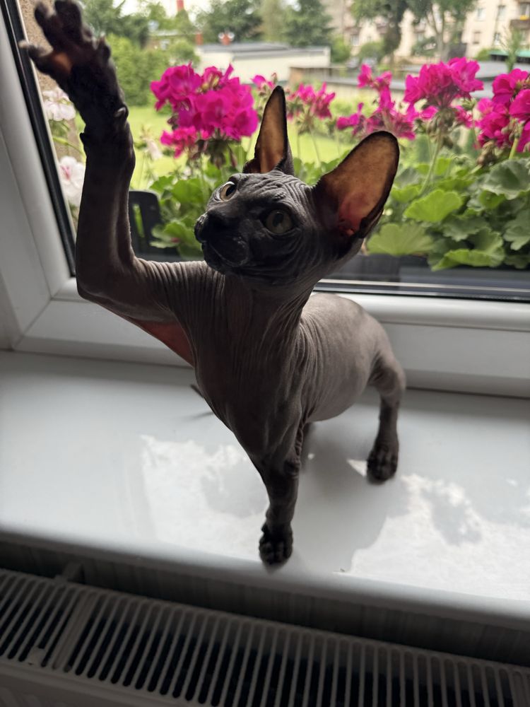 Sfinks kanadyjski