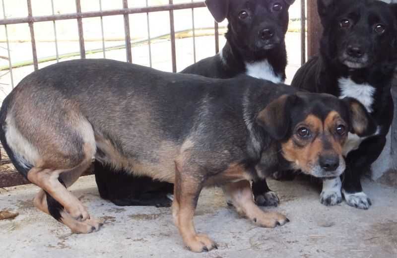 SZPADA wilczasta nieduża suczka do adopcji