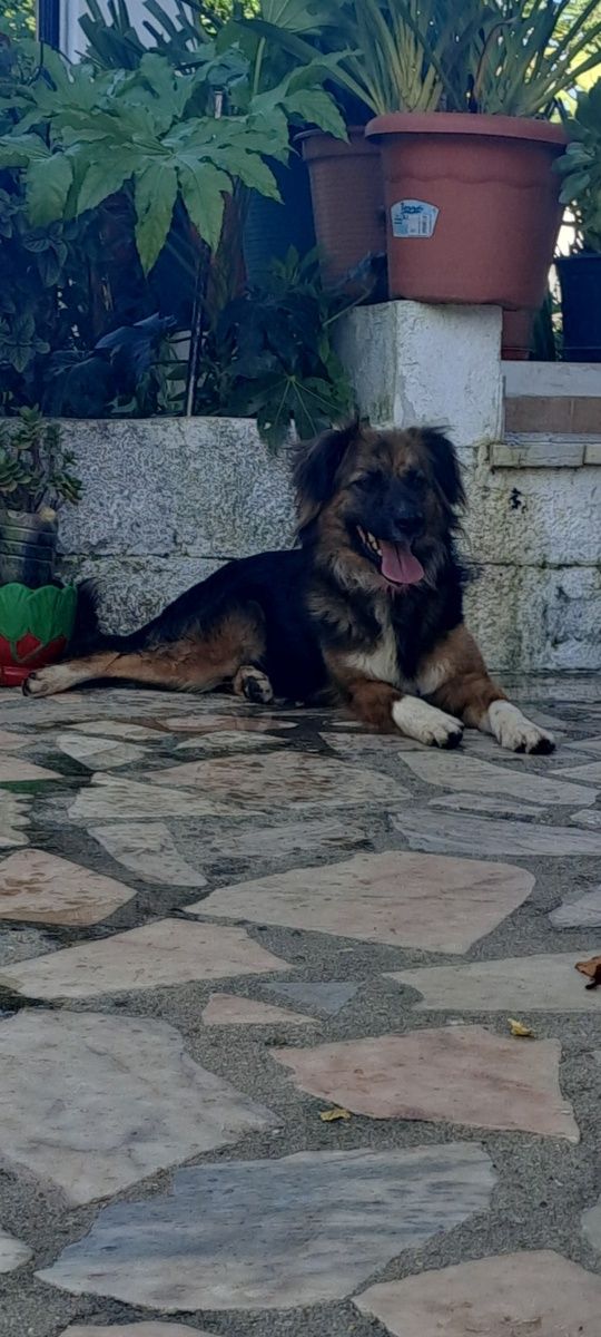 Cadela para adoção