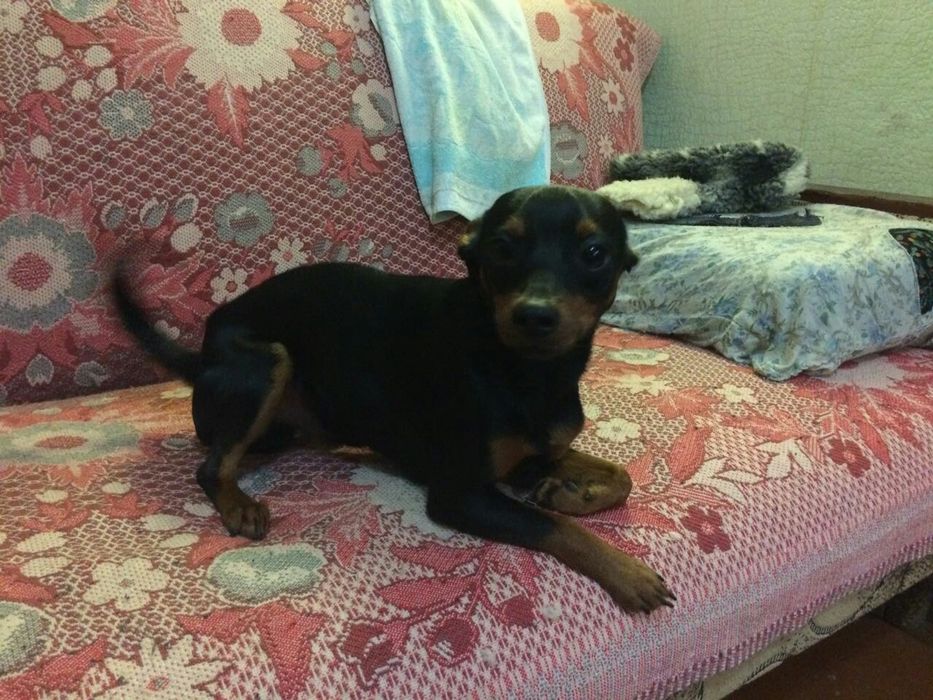 Вязка карликовый пинчер