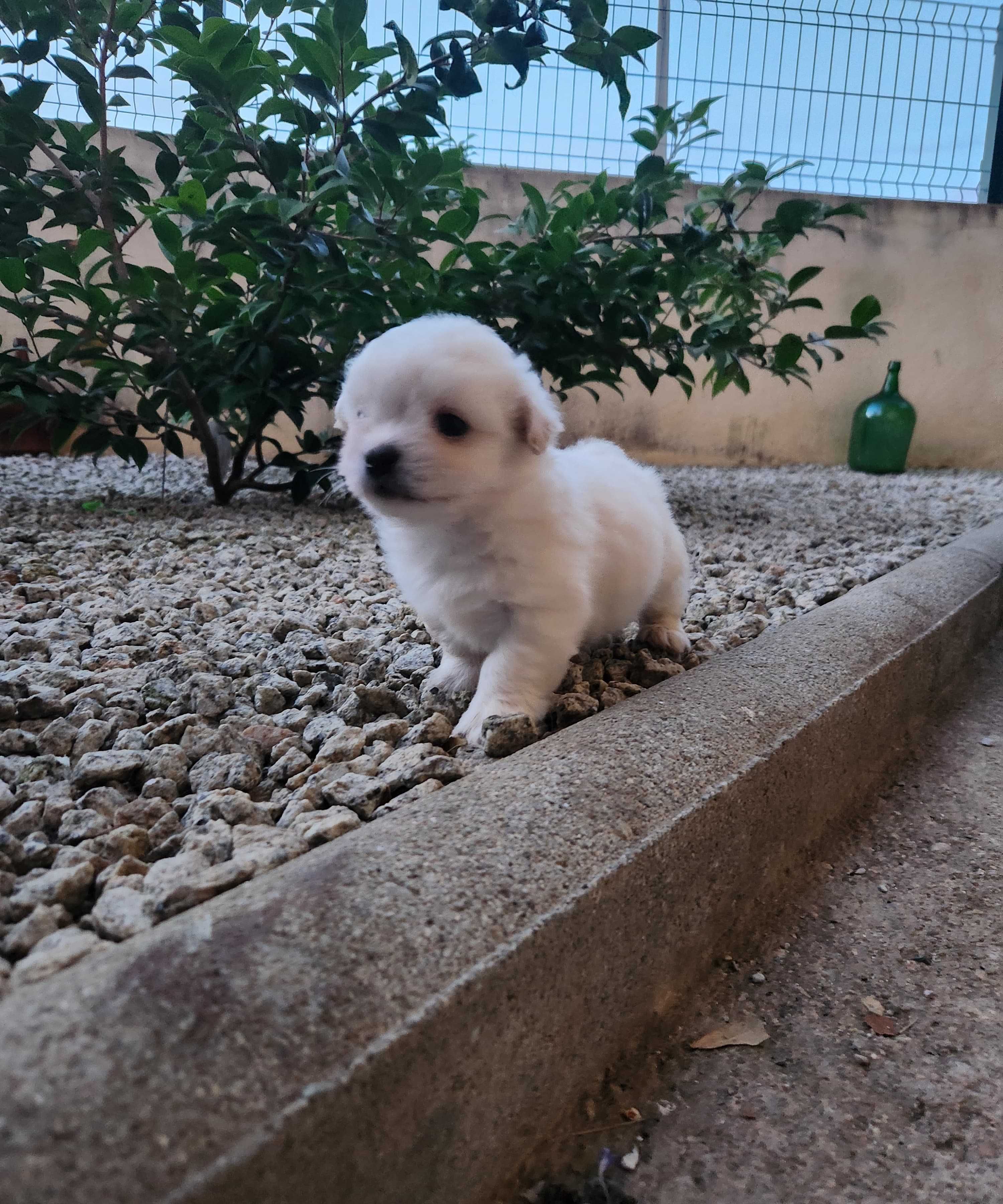 Bichon maltês pêlo liso macho