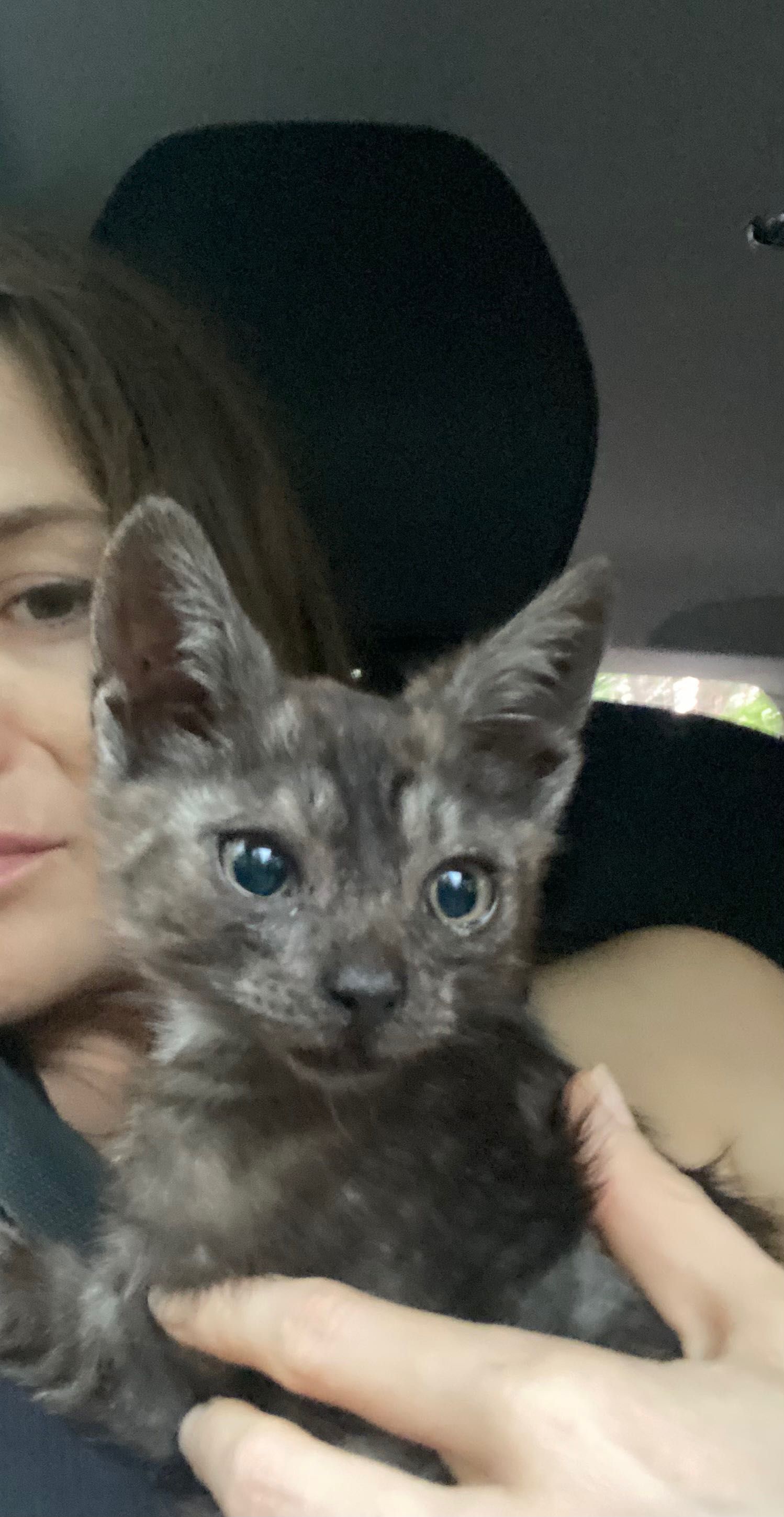 Mały, 3-mies kotek do adopcji, Mokotów