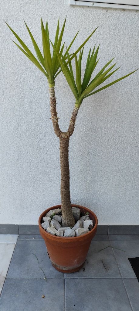 Planta Yucca com vaso