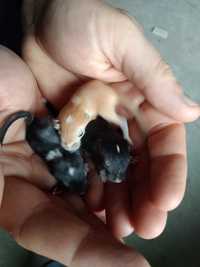 Myszoskoczki młode