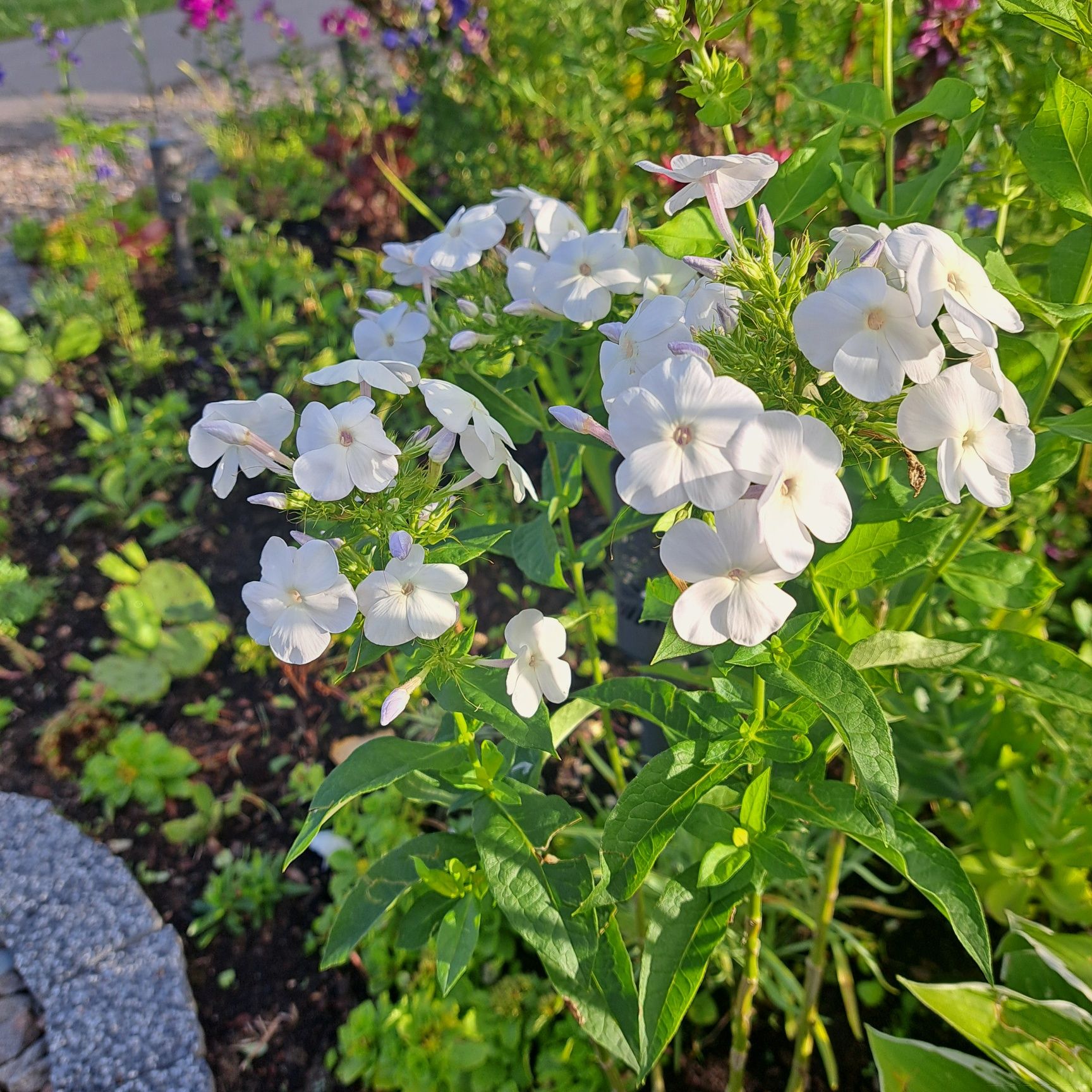 Floks wierchowaty biały