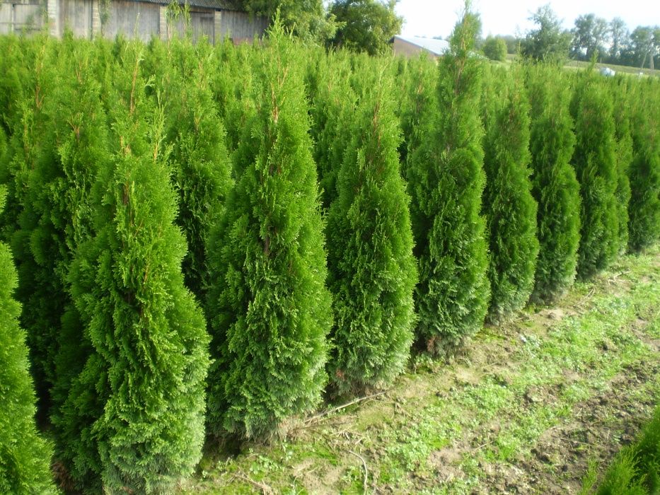 Tuja Szmaragd 200-220.Wyprzedaż.