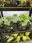 Monstera Thai Constellation  nr   D 11 cm