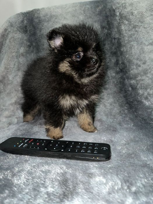 Spitz alemã  fêmea anã