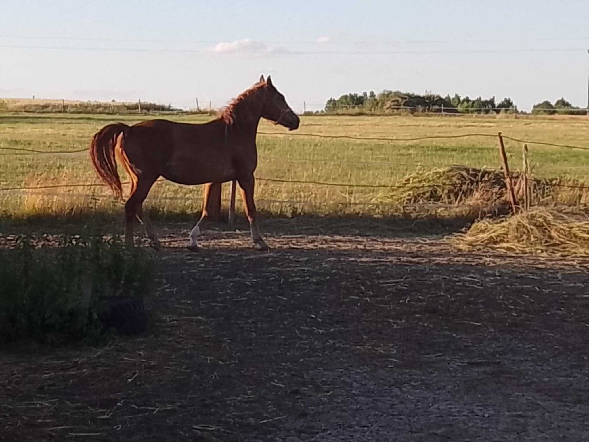 Sprzedam klacz 2 letnia