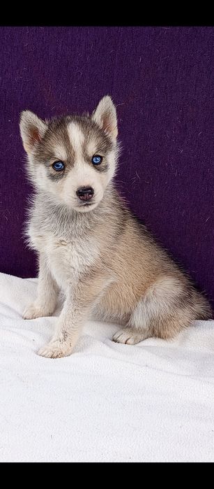 Девченка хаски в продаже