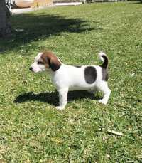 Macho Jack Russel Terrier